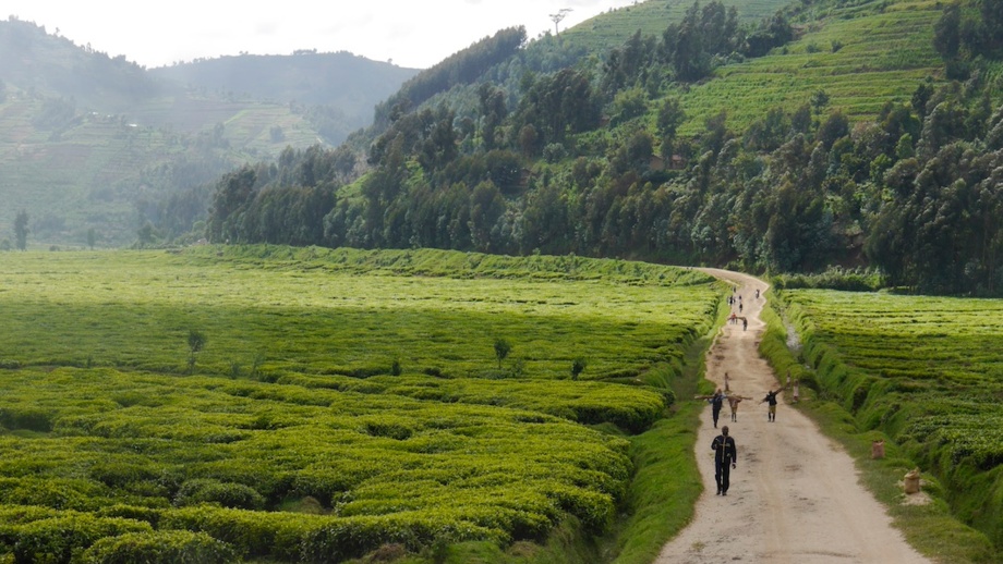 Ein Mountainbiker unterwegs auf einer Piste durch die Teeplantagen bei dem 2-Länder MTB Abenteuer in Ruanda und Uganda. Am Wegesrand sind die Teeplantagen zu sehen und im Hintergrund sind man bewaldete Berge.