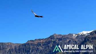 Voge vor Bergkette Condor