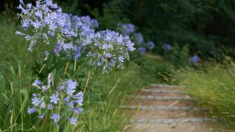 Violette Blumen in Pontevedra