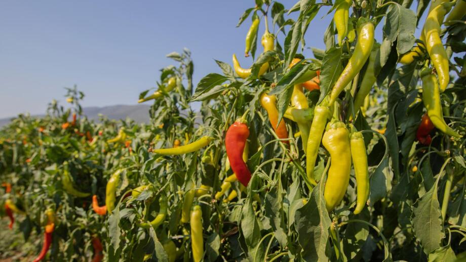 Rote und grüne Paprika frisch auf dem Feld