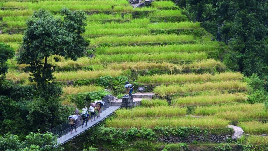 Reisterassen in Nepal