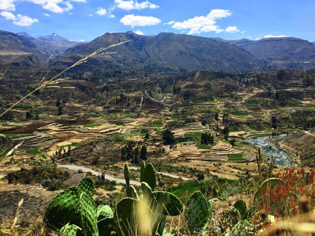 Vegetation in Peru mit Kakteen. Terrassenformationen.