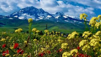 Blick auf eine Berglandschaft aus einem Blumenfeld