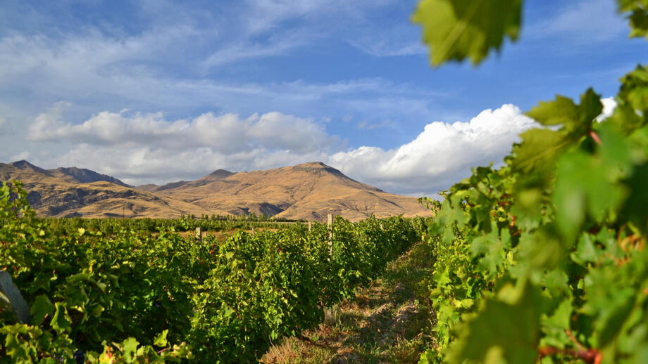 Der Weinanbau hat jahrtausendealte Tradition in Armenien