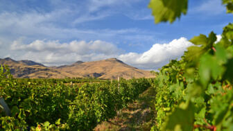 Der Weinanbau hat jahrtausendealte Tradition in Armenien
