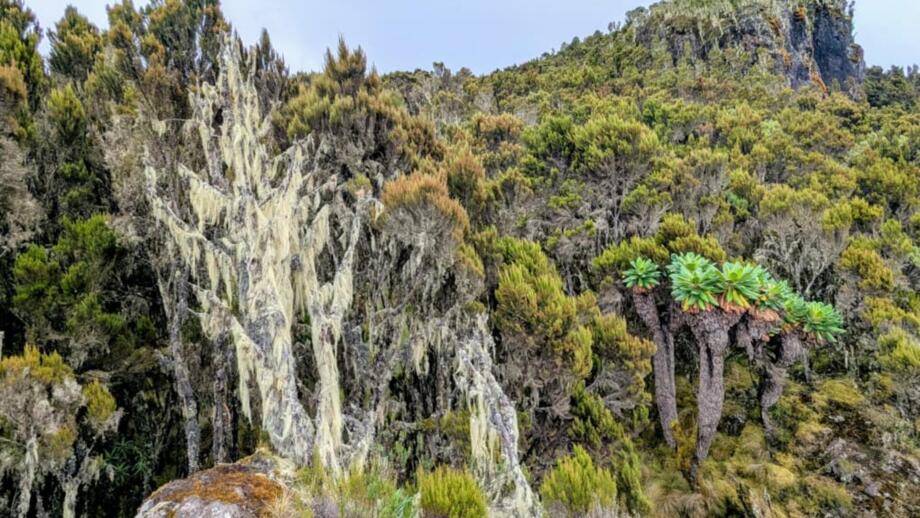 tansania-kilimandscharo-TANOR-WhatsApp Image 2026-01-13 at 10.29.36.jpg