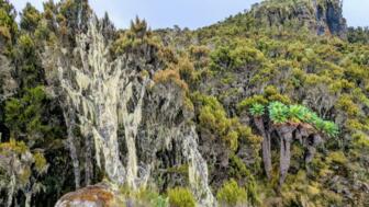 tansania-kilimandscharo-TANOR-WhatsApp Image 2026-01-13 at 10.29.36.jpg