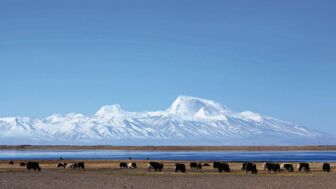 Der Berg Gurla Mandhata und eine Yakherde in Tibet