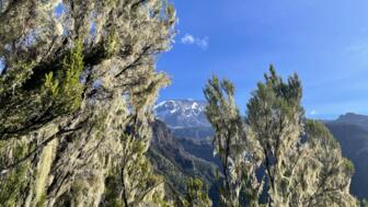 Blick durch einen Farn zum Kilimanscharo von der Umbwe Route