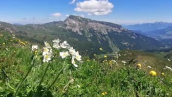 Blumenwiesen und Hohen Ifen im Kleinwalsertal
