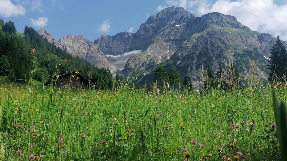 Blumenwiese mit Großer Widderstein im Hintergrund