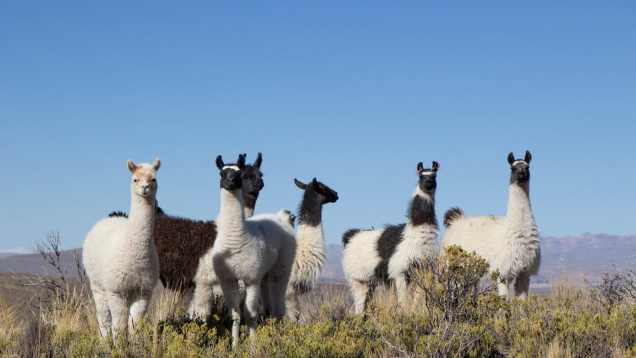 Vier Lamas in Bolivien