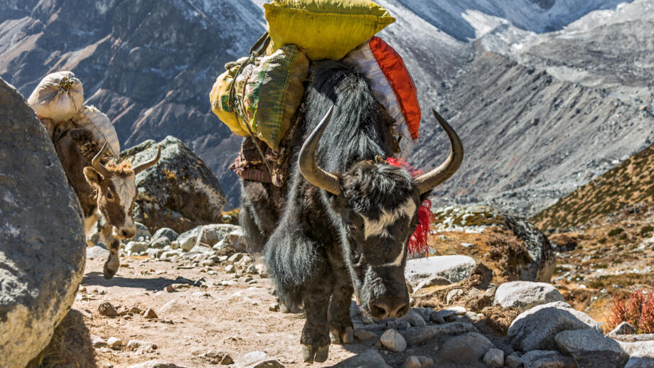 Yak-Karawane auf dem Weg zum Everest Base Camp in der Nähe des Dorfes Dukla