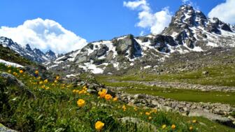 Almwiese mit gelben Bergblumen vor einem verschneiten Tienshangipfel