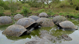 Mehrere große Schildkröten am Gewässer in der Natur