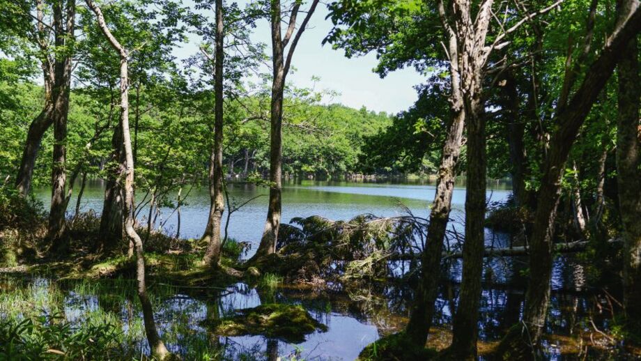 See, Baumstämme, Bäume im Fünf-Seen-Gebiet auf der Insel Honshu