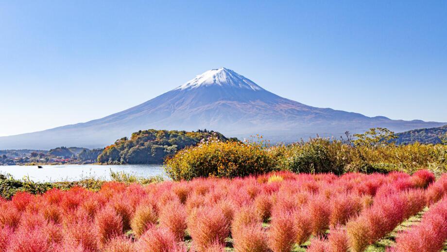 Rote Pflanzen und grünes Buschwerk vor dem Vulkan Fuji mit seiner weißen Schneekappe