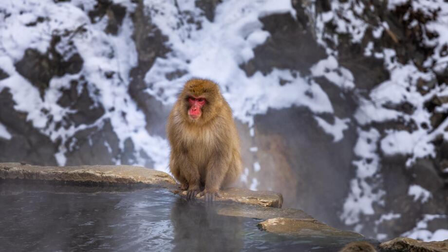 Ein Affe am Thermalwasser im Affenpark Nagano