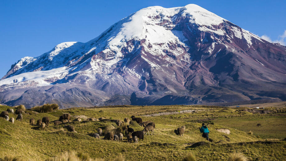 Schafe auf einer Weide vor dem Berg Chimborazo der leicht Schnee bedeckt ist
