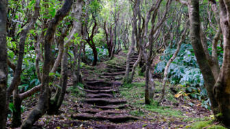 Wanderpfad durch knorrigen Wald auf der Insel Faial auf den Azoren