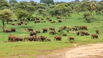 afrika-tansania-safaris-panorama-landschaft-natur-tiere-tarangire-537747277.jpg