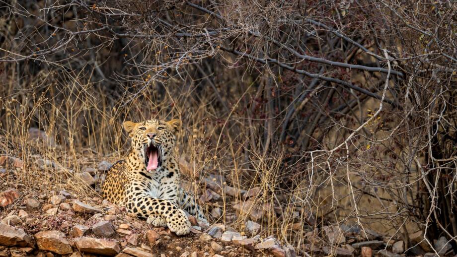 Gähnender Leopard im Unterholz im Aravalli-Bergland Rajstahans