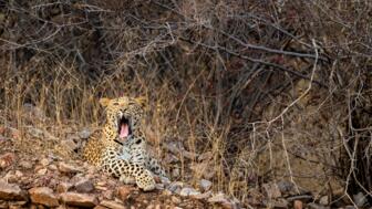 Gähnender Leopard im Unterholz im Aravalli-Bergland Rajstahans