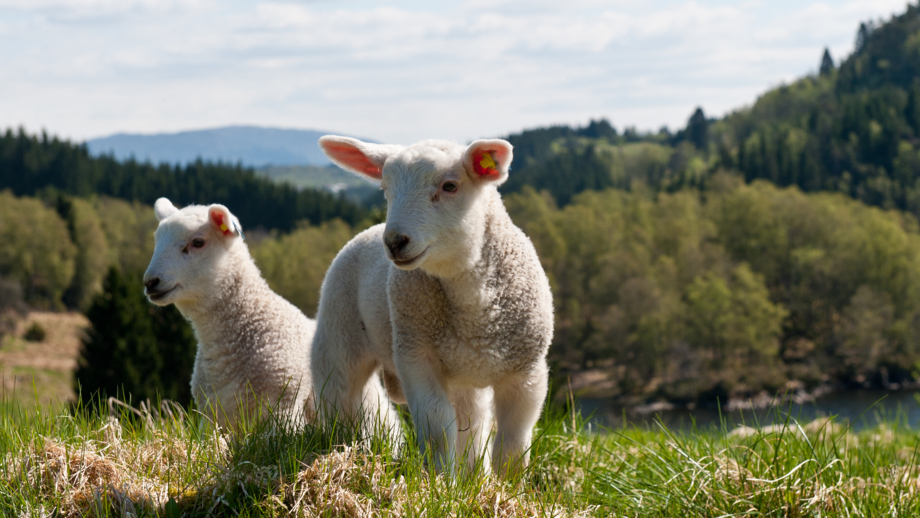 shutterstock_76741912_Lamm.jpg