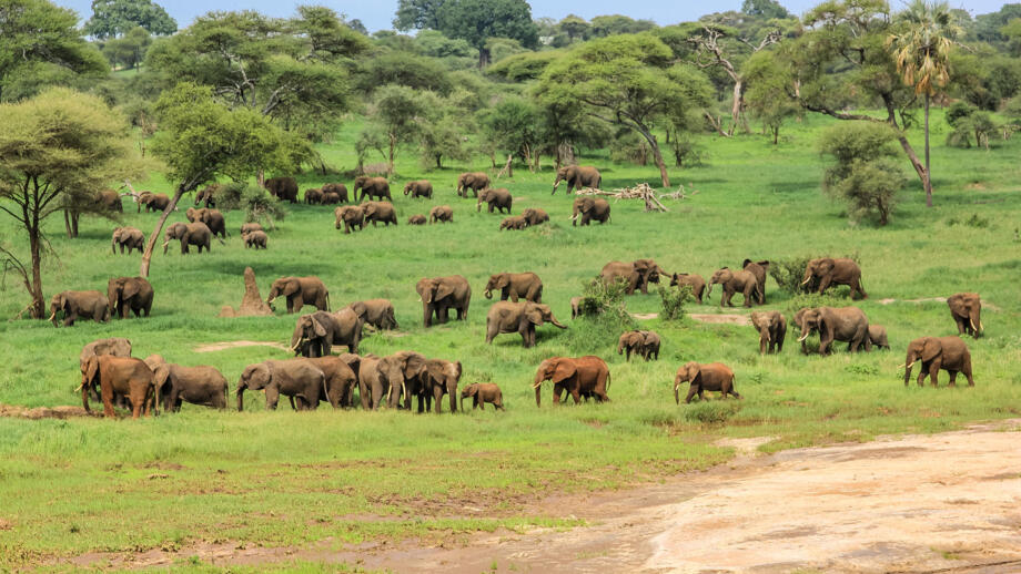 afrika-tansania-safaris-panorama-landschaft-natur-tiere-tarangire-537747277.jpg