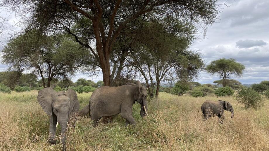 afrika-tansania-safaris-panorama-landschaft-natur-tiere-tarangire-elefanten-1208.jpg