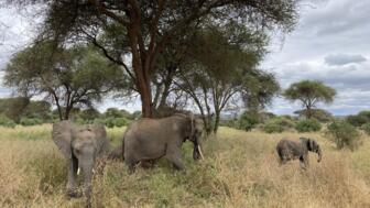 afrika-tansania-safaris-panorama-landschaft-natur-tiere-tarangire-elefanten-1208.jpg