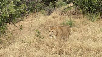 afrika-tansania-safaris-panorama-landschaft-natur-tiere-tarangire-löwe-1170.jpg