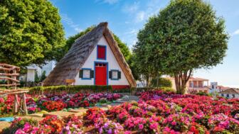 Bunte, Reetgedeckte Häuschen vor einem roten Blumenmeer in Santana