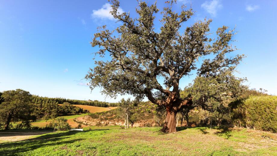 Alte Korkeiche im Alentejo in Protugal