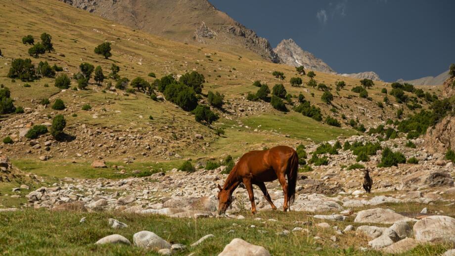 Pferd grast auf Almgelände in der Turkestan Range