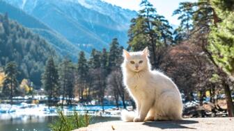 tuerkei-anatolien-tuara-weisse-katze-mit-verschieden-farbigen-augen-shutterstock_2071479524.jpg