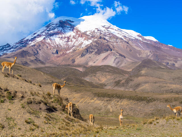 Lamas vor dem Sechstausender Chimborazo