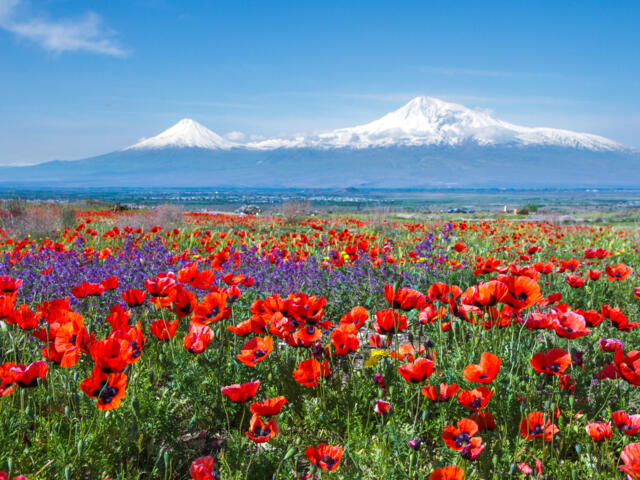 Rote Blumenwiesen vor dem vergletscherten Fünftausender Ararat