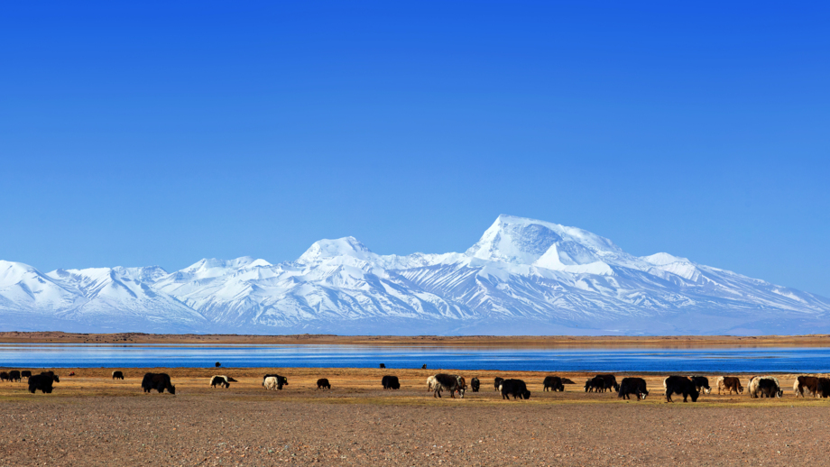 Yaks am Manasarovar-See mit dem Siebentausender Gurla Madhata