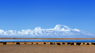 Yaks am Manasarovar-See mit dem Siebentausender Gurla Madhata