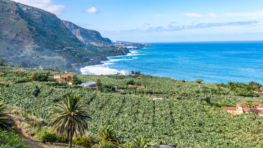 Spanien_Teneriffa_ESTOPTE_BananenPlantage_LosRealejos_shutterstock_1048452733.jpg