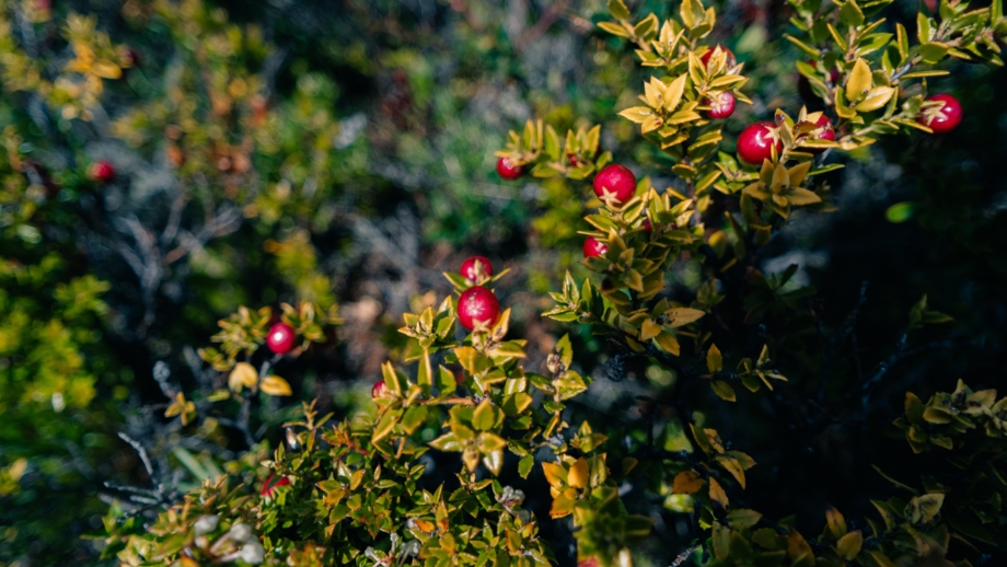 rote Beeren an grünen Sträuchern