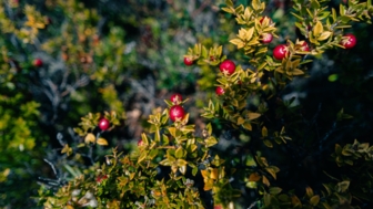 rote Beeren an grünen Sträuchern