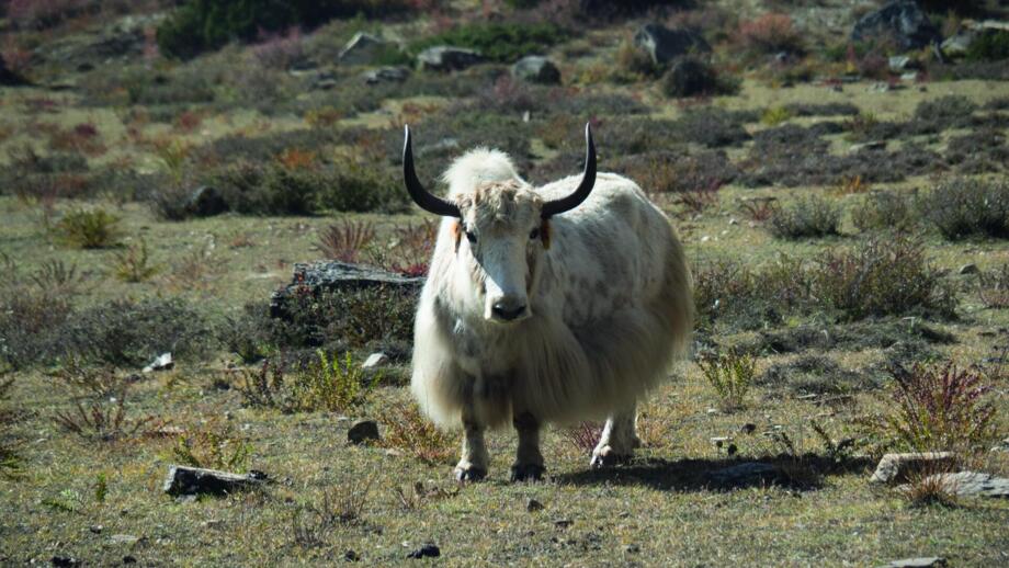 Ein Yak schaut in die Kamera