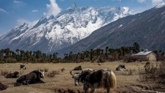 Yak Herde vor der Bergkette