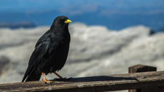 Ein Vogel auf der Veranda einer Hütte in den Dolomiten