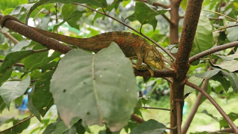 Reptil auf einem baum in Makro Aufnahme