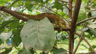 Reptil auf einem baum in Makro Aufnahme