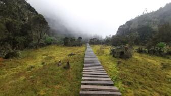 Holzsteg inmitten des Ruwenzori Nationalparks in Uganda am Sine Camp