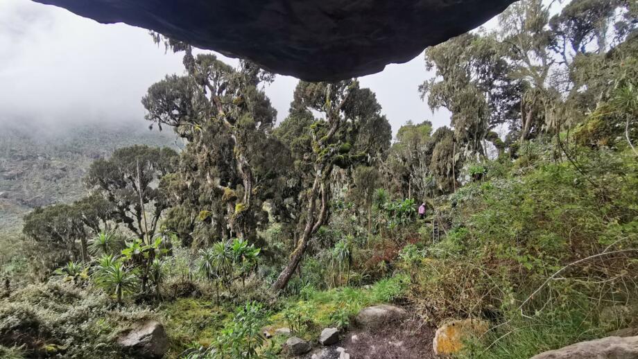 Regenwald am Mutinda Camp in Uganda